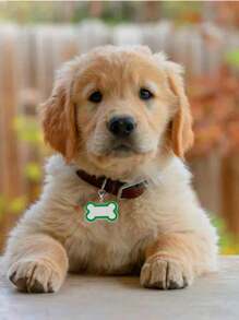 Targhette identificative personalizzate per cani - Targhette per collari di cani e gatti, targhette di identificazione per animali domestici, targhette per cani e gatti, targhette con nome per cani e gatti, targhette grandi per cani, targhette per cani vuote (a forma di osso grande: rosso, rosa, blu, nero, verde) L4,5cm*L3cm