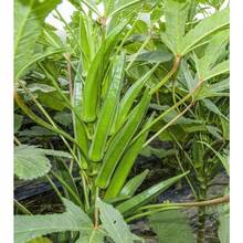 500 Premium Okra Seeds: Grow Fresh And Delicious Okra In Your Garden - 500 - View 2