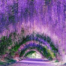 30/50pcs Artificial Wisteria Silk Flower Hanger Wedding Party Home Decoration Green Wall Garden Ceiling Flower Decoration, 1.64-Foot Artificial Flower Rope, Silk Wisteria Flower Wreath, Perfect Wedding Hanging Decoration, Suitable For Parties, Birthdays, Families, Valentine's Day, Gifts Graduation