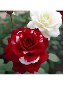 Free Home Delivery 500 Mixed Multicolor Rose Seeds, Planting Outdoor Perennial Flower Seeds To Create A Colorful Rose Garden Home - 500 CHIẾC - Xem 3