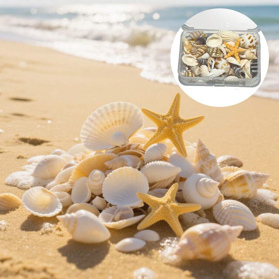 裝盒的天然貝殼和海螺混合風格的多孔封套盒,diy手工資料,魚缸裝飾 - 彩色 - 查看 1