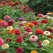 Exquisite Gift Seeds Bright Violet Seed Mix Packages Add Stunning Color To Your Garden For Easy Planting - 200粒種子 - 查看 2