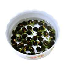 Sffgsgdfhd High Survival Rate Of Perennials 20 Bowi Lotus Seeds Water Lily Home Gardening Plants Multicolor Mixed Mini Lotus Seeds Lotus Seeds Grow Rapidly - 20 - 查看 4