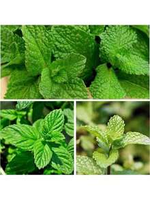 1000 Mint Seeds, Traditional Seeds, Used To Grow Mint Grass, Can Be Used For Cooking And Medicinal Use, Can Be Planted Indoors Or Outdoors, Non-Genetically Modified, Untreated - 100 hạt giống - Xem 4