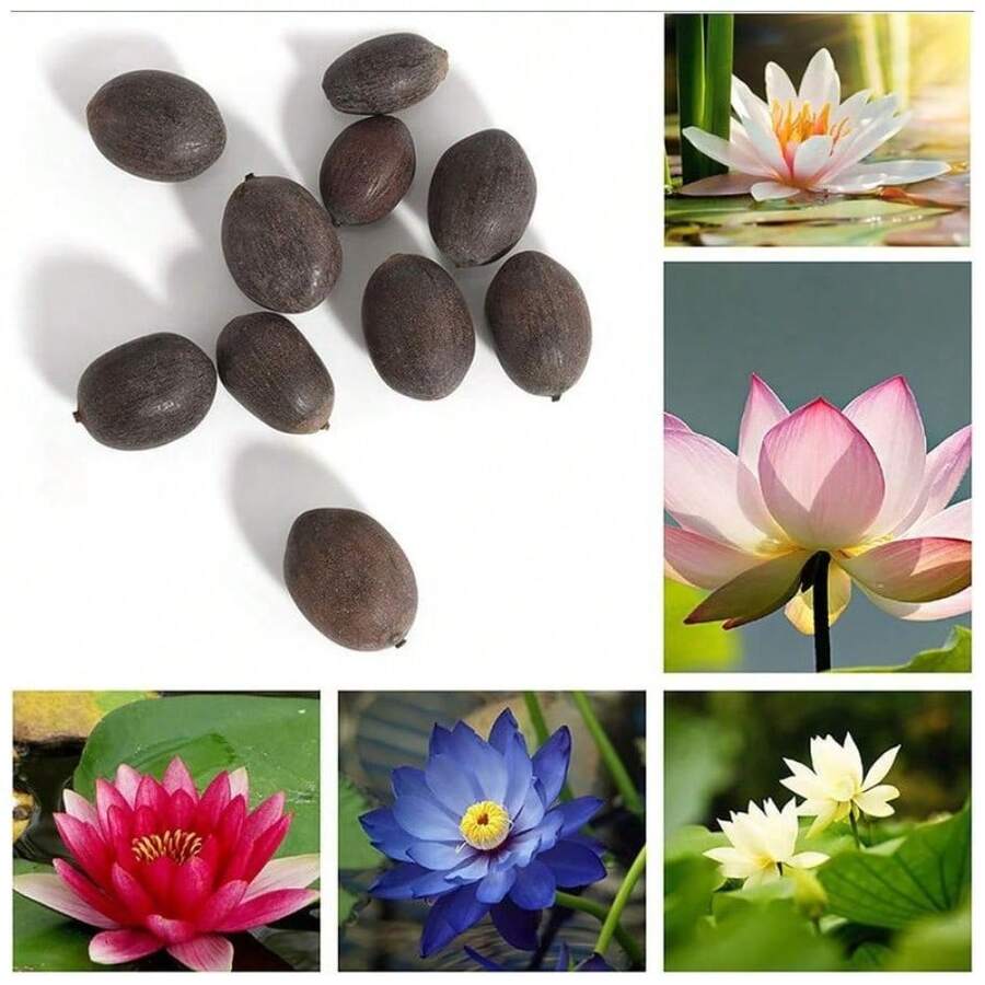 Sffgsgdfhd High Survival Rate Of Perennials 20 Bowi Lotus Seeds Water Lily Home Gardening Plants Multicolor Mixed Mini Lotus Seeds Lotus Seeds Grow Rapidly - 20 - 查看 1