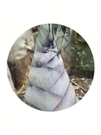 Kjsdhfij Good Seeds 1000 Pieces Of Dalong Bamboo Seedlings, Suitable For Outdoor Planting Indoor Balcony Home Planting All Season Vegetable Seeds And High Spore Rate