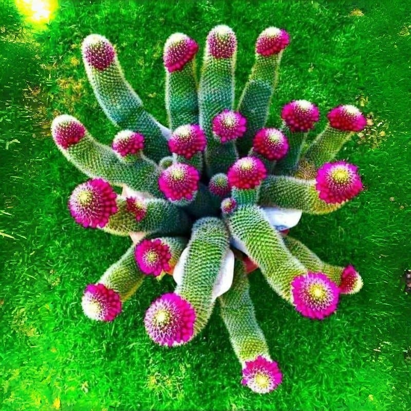 Ya Bistro  Heat-Resistant Cold-Resistant  Free Shipping Indoor And Outdoor Flower Seeds 200 Succulents Drought-Tolerant Bonsai Plant Home Garden Half-Day Planting - 200件(D005#2) - 查看 1