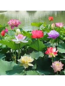 Rare Seeds 40 Seeds Lotus Seeds, Water Lily, Home Gardening Plants, Multicolor Mixed Mini Lotus Seeds, Lotus Seeds, Lotus Seeds Fast Growing Outdoor Flowering Plants Gardening Nature - 40 - View 3