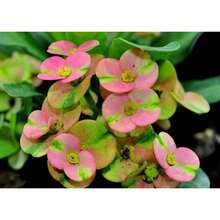 ETG2452 Vitality Seeds "Rung Charoensab" Crown Thorn Plant, Buttercup Flower, Mili Seedlings, Good Root System, Tropical Perennial Flower, Succulent Cactus, Thailand 100 Seeds - 變體 1 - 查看 4