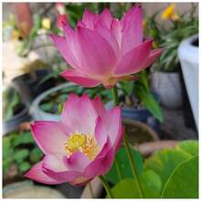 Sffgsgdfhd High Survival Rate Of Perennials 20 Bowi Lotus Seeds Water Lily Home Gardening Plants Multicolor Mixed Mini Lotus Seeds Lotus Seeds Grow Rapidly - 20 - 查看 5