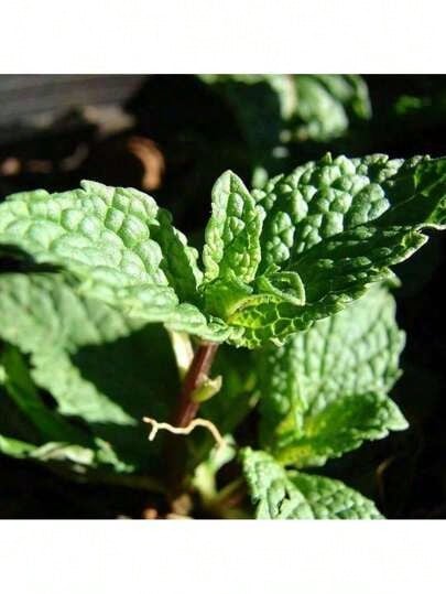 1000 Mint Seeds, Traditional Seeds, Used To Grow Mint Grass, Can Be Used For Cooking And Medicinal Use, Can Be Planted Indoors Or Outdoors, Non-Genetically Modified, Untreated - 100 hạt giống - Xem 1