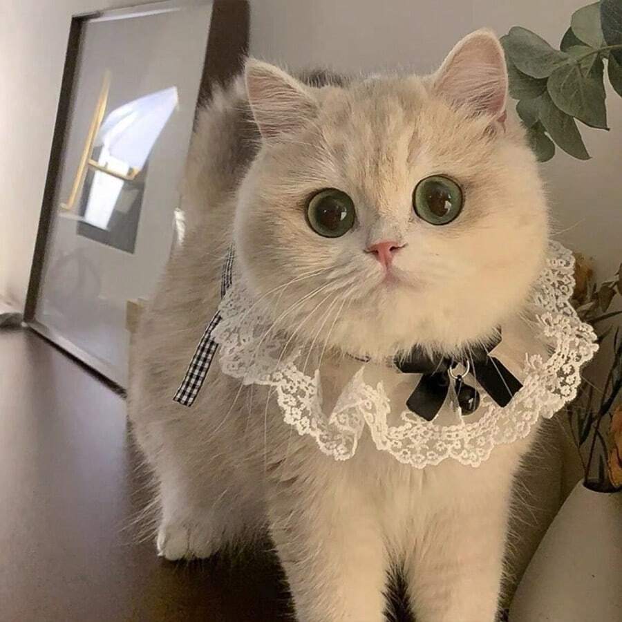 1 件猫狗轻纱风格带铃铛围巾,宠物户外拍照装饰 - 黑色 - 查看 1