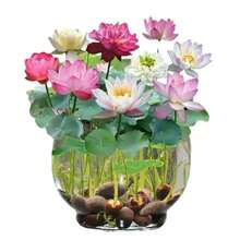 Sffgsgdfhd High Survival Rate Of Perennials 20 Bowi Lotus Seeds Water Lily Home Gardening Plants Multicolor Mixed Mini Lotus Seeds Lotus Seeds Grow Rapidly - 20 - 查看 2