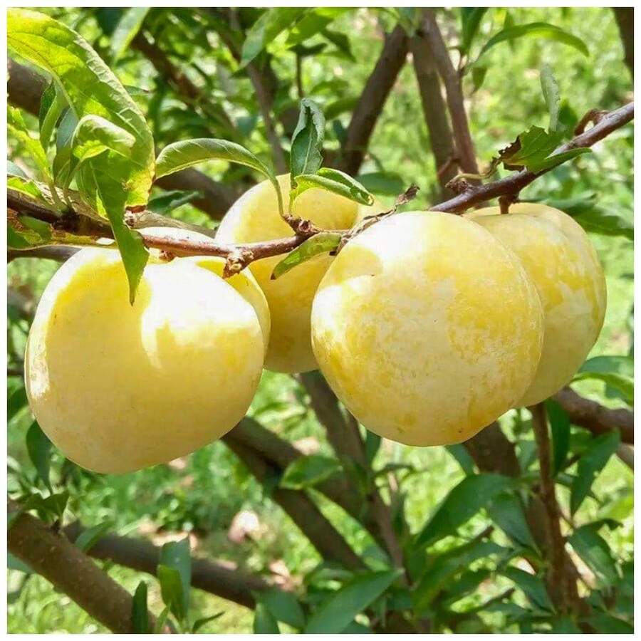 Sffgsgdfhd Perennial Drought-Tolerant Seeds With High Viability 100 Apricot Seedlings, New Varieties Of Rose Apricot, Apricot Red Heart Sugar, North-South Planting, Grafting Apricot Seed Seeds, Gardening Or Indoor Planting Seeds - 100 - 查看 1