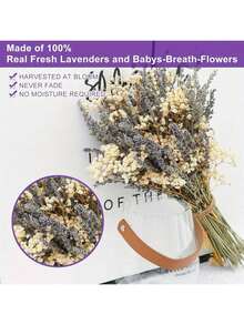 100 件波西米亚风干薰衣草和满天星花束 - 非常适合花瓶、家居装饰、婚礼、DIY 花环和季节性庆祝活动
