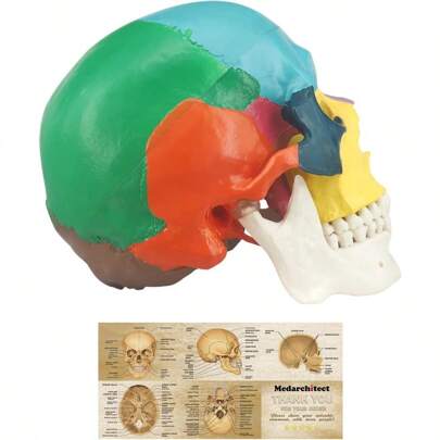 Human Colored Skull Model Life Size 3Part Anatomical Model With Colorful Human Skull Chart For Medical Student Human Anatomy Study Course