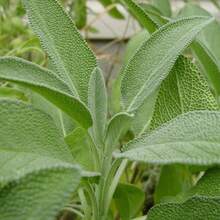 Free Home Delivery 500 Seed Gifts - 25 (Salvia Officinalis) - Mint Leaf (Salvia Officinalis) Seed Pack - Palm Beach Seeds Company - Variation 1 - View 2
