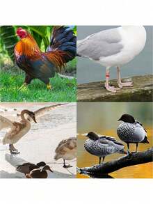 20/50/100 piezas de anillos para patas de pollo de colores aleatorios, bandas de plástico de colores para patas de aves de corral, hebillas para patas de pollo, pato, ganso, pavo, anillos para patas de paloma, marcas de identificación, adecuados para granjeros y criadores de aves de corral, etiquetas de identificación fáciles de usar, adecuados para la gestión e identificación de granjas, almacenamiento de cables de datos, adecuados para el almacenamiento de viajes