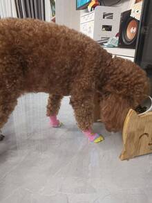 4pcs/Set Cute Pet Dog Socks, Printed Anti-Slip Cat Dog Shoes, Paw Protector Covers, Suitable For Small Dogs Like Chihuahua, Yorkshire Terrier, Indoor Anti-Slip - Multicolor - View 4