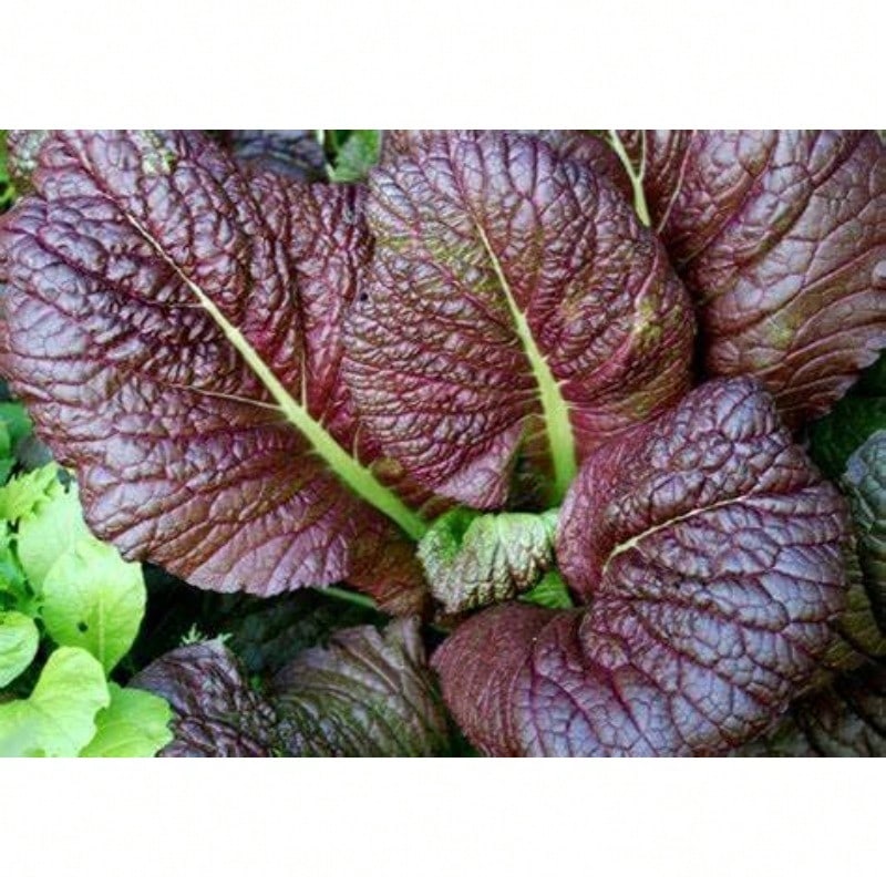 500 Huge Red Mustard Seeds, For Traditional Non-GMO Garden Vegetable Cultivation Exquisite Gift Seeds - 變體 1 - 查看 1