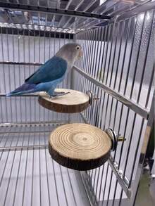 1 件鹦鹉栖木，带天然木平台，多种尺寸可选（6-7 厘米、8-9 厘米、10-12 厘米），包括用于固定鸟类栖木的螺丝、鹦鹉玩具、鸟类用品、鸟笼配件（由于批次差异，颜色略有不同）