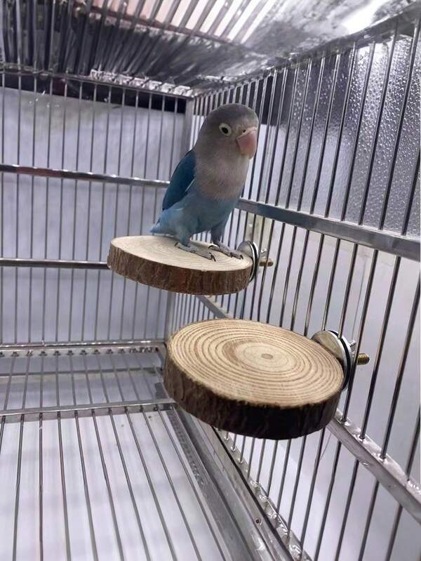 1 poleiro para papagaio com plataforma de madeira natural, disponível em vários tamanhos (6-7 cm, 8-9 cm, 10-12 cm), inclui parafusos para um poleiro seguro para pássaros, brinquedo para papagaio, suprimentos para pássaros, acessórios para gaiola de pássaros (pequena variação de cor devido a diferenças de lote)