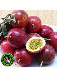 Free Home Delivery HQSBW655  Flower Pots And Courtyards - An Ideal Gardening Gift

 Suitable For DIY Gardens PASSION FRUIT  SEED "RED VARIETY"  (Passiflora Coccinea) - 黃色 - 查看 4
