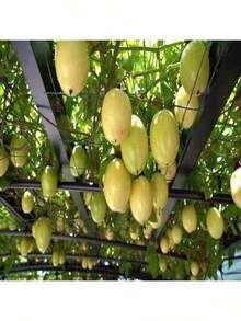 Free Home Delivery HQSBW655  Flower Pots And Courtyards - An Ideal Gardening Gift

 Suitable For DIY Gardens PASSION FRUIT  SEED "RED VARIETY"  (Passiflora Coccinea) - 黃色 - 查看 2