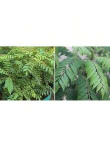 Free Home Delivery Curry Leaf Seeds, 300 High Germination Curry Leaf Plant Seeds, Murraya Koenigii Seeds, Curry Plant Seeds, Suitable For Indoor/Outdoor Cultivation, From Organic Home Gardens In Sri Lanka - màu đen - Xem 5