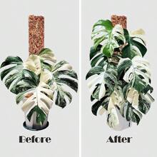8 Pcs 17 Inch Plastic Moss Pole For Plants Monstera, Designed Specifically For Climbing Plants, Stackable Plant Support For Indoor Plants - Trong suốt *6 cái - Xem 2