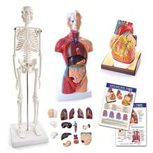 Human Heart Torso And Skeleton Models HandsOn 3D Model Study Tools For Anatomy And Physiology With Anatomical Guide Manual - 如圖 - 查看 1