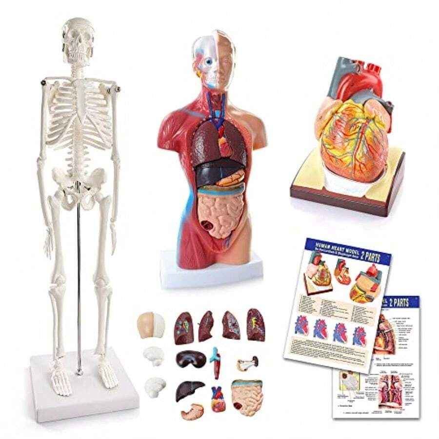 Human Heart Torso And Skeleton Models HandsOn 3D Model Study Tools For Anatomy And Physiology With Anatomical Guide Manual - 如圖 - 查看 1