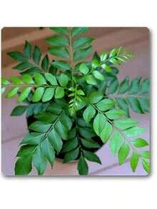 Free Home Delivery Curry Leaf Seeds, 300 High Germination Curry Leaf Plant Seeds, Murraya Koenigii Seeds, Curry Plant Seeds, Suitable For Indoor/Outdoor Cultivation, From Organic Home Gardens In Sri Lanka - màu đen - Xem 1