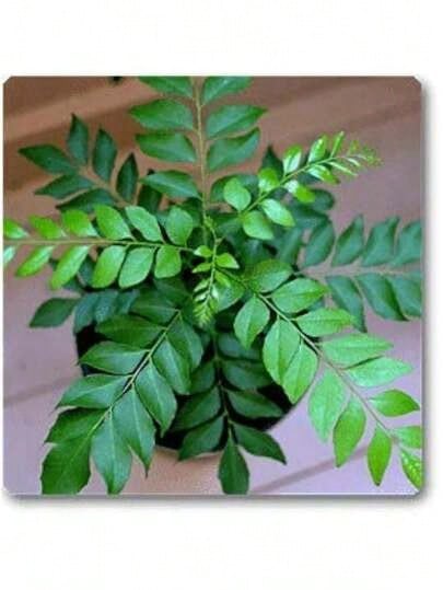 Free Home Delivery Curry Leaf Seeds, 300 High Germination Curry Leaf Plant Seeds, Murraya Koenigii Seeds, Curry Plant Seeds, Suitable For Indoor/Outdoor Cultivation, From Organic Home Gardens In Sri Lanka - màu đen - Xem 1