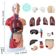 Human Heart Torso And Skeleton Models HandsOn 3D Model Study Tools For Anatomy And Physiology With Anatomical Guide Manual - 如圖 - 查看 3