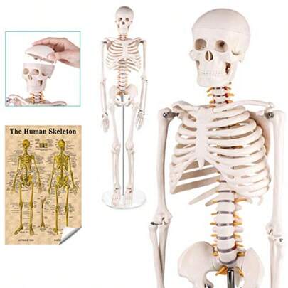 Mini Human Skeleton Anatomy Model Science Classroom Skeleton Model Tool Teaching And Learning Aids 1 2 Life Size