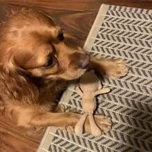 1件/2件可爱毛绒熊狗狗咀嚼玩具适用于小型犬幼犬猫咪迷你可爱宠物安抚玩具促进牙齿健康和卫生宠物玩具