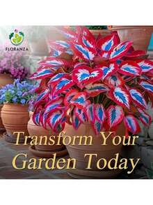 Rare Seeds Hosta Seeds -200 Rare White And Red Hostas With Blue Variants - Perennial Plants For Outdoor Gardens, Pollinator Attractions, And Indoor Bonsai Decoration - 200個 - 查看 3