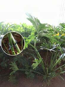 100/200Pcs Horticultural Clips Butterfly Clasp Plant Garden Fixing Clips 3 Sizes Planting Support Grippers Great For Flower Vine&Vegetable Lever Loop Clamp Holding Stems,Ties For Vines,Flowers&Vegetables,Garden Grid Holders For Secure Stem Clamping - Green - View 10
