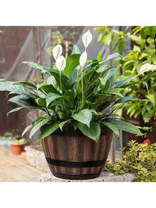 老式威士忌酒桶花盆带托盘套装 - 2个（一个底座+一个花盆），条纹塑料花盆带排水孔，适用于客厅、卧室、户外、花园、阳台、公寓、办公室和乡村旅馆。花盆、花篮，适合种植香草和多肉植物 - 圆形花园花盆，物美价廉，加厚耐用，防水