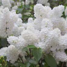 50 Extremely Aromatic Lilac Tree Seeds Perennial Flowering Plant Lilac Shrub Rare Seeds - Biến thể 1 - Xem 2