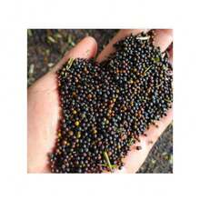 Fgjdgjdd Healing Flower Seeds 346pcs Traditional Mint Seeds: 500 Mint Seeds, Non-Transgenic Gardening Seeds, Suitable For Indoor And Outdoor Planting, Used To Make Aromatic Tea Garden Suitable For Gifts - 346 - 查看 3