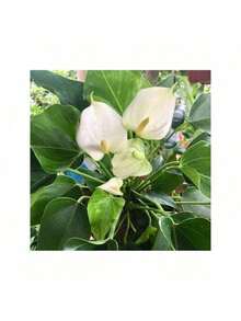 Sdyhdfshdfh Cold-Resistant Seeds Exquisite Gift Seeds Precious Anthurium Flower Seeds (20 Seeds Per Pack), Beautiful Potted Flower Seeds For The Garden - <> 粉紅色 - 查看 5