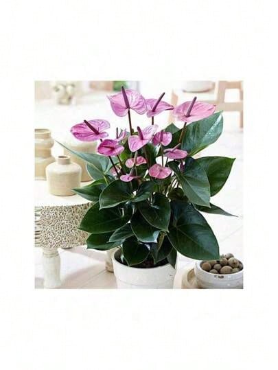 Sdyhdfshdfh Cold-Resistant Seeds Exquisite Gift Seeds Precious Anthurium Flower Seeds (20 Seeds Per Pack), Beautiful Potted Flower Seeds For The Garden - <> 粉紅色 - 查看 1