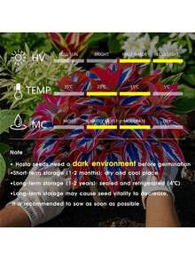 Rare Seeds Hosta Seeds -200 Rare White And Red Hostas With Blue Variants - Perennial Plants For Outdoor Gardens, Pollinator Attractions, And Indoor Bonsai Decoration - 200個 - 查看 5