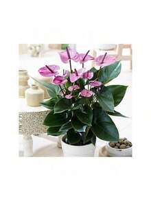 Sdyhdfshdfh Cold-Resistant Seeds Exquisite Gift Seeds Precious Anthurium Flower Seeds (20 Seeds Per Pack), Beautiful Potted Flower Seeds For The Garden - <> 粉紅色 - 查看 2