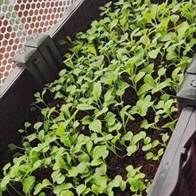 Flower Bed -  Raised Garden Bed With Drainage Plug, Flower Pot,Plant Pots,Pots For Plants, Suitable For Growing Vegetables, Herbs And Flowers, Suitable For Indoor And Outdoor Planting - 40單層二聯種植箱 - 查看 4