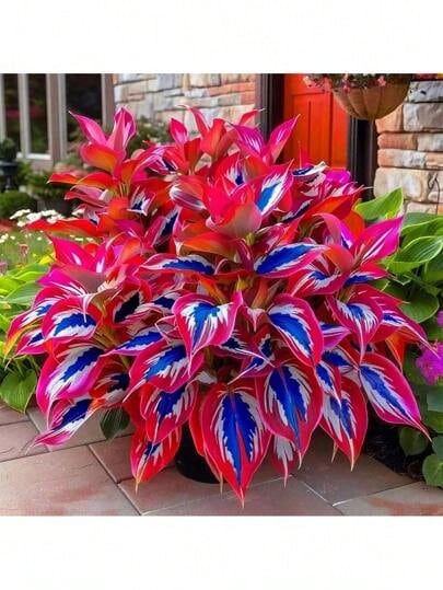 Rare Seeds Hosta Seeds -200 Rare White And Red Hostas With Blue Variants - Perennial Plants For Outdoor Gardens, Pollinator Attractions, And Indoor Bonsai Decoration - 200個 - 查看 1