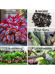 Rare Seeds Hosta Seeds -200 Rare White And Red Hostas With Blue Variants - Perennial Plants For Outdoor Gardens, Pollinator Attractions, And Indoor Bonsai Decoration - 200個 - 查看 4