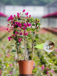 100/200Pcs Horticultural Clips Butterfly Clasp Plant Garden Fixing Clips 3 Sizes Planting Support Grippers Great For Flower Vine&Vegetable Lever Loop Clamp Holding Stems,Ties For Vines,Flowers&Vegetables,Garden Grid Holders For Secure Stem Clamping - Green - View 5